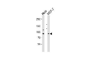 Western blot analysis of lysates from Hela,MCF-7 cell line (from left to right),using TAF5 Antibody (ABIN6242009). (TAF5 Antikörper)