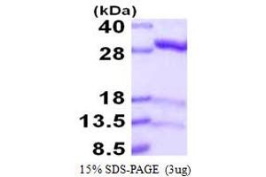 SDS-PAGE (SDS) image for Isopentenyl-Diphosphate delta Isomerase 1 (IDI1) (AA 1-228) protein (His tag) (ABIN667974)