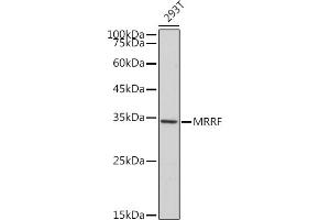 Western blot analysis of extracts of 293T cells, using MRRF antibody (ABIN7268589) at 1:1000 dilution. (MRRF Antikörper)