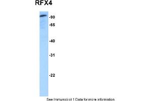 Western Blotting (WB) image for anti-Regulatory Factor X 4 (RFX4) (N-Term) antibody (ABIN2778605)