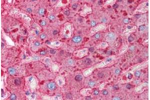 Human Liver (formalin-fixed, paraffin-embedded) stained with HP antibody ABIN214318 at 0. (Haptoglobin Antikörper)