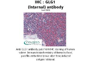 Image no. 1 for anti-Golgi Glycoprotein 1 (GLG1) (Internal Region) antibody (ABIN1734713) (GLG1 Antikörper  (Internal Region))