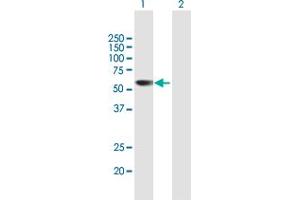 Western Blot analysis of PRAME expression in transfected 293T cell line by PRAME MaxPab polyclonal antibody. (PRAME Antikörper  (AA 1-509))