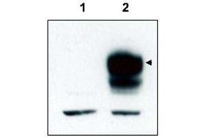Image no. 3 for anti-Neurotrophic tyrosine Kinase, Receptor, Type 3 (NTRK3) (C-Term) antibody (ABIN290911) (NTRK3 Antikörper  (C-Term))