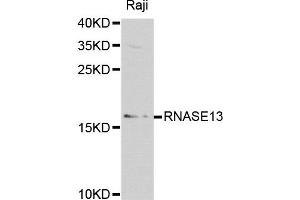 Western blot analysis of extracts of Raji cell lines, using RNASE13 antibody. (RNASE13 Antikörper)