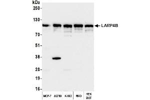 Western Blotting (WB) image for anti-La Ribonucleoprotein Domain Family, Member 4B (LARP4B) (AA 600-650) antibody (ABIN7450405) (LARP4B Antikörper  (AA 600-650))