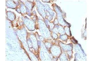Formalin-fixed, paraffin-embedded human placenta stained with HCG-beta Rabbit Recombinant Monoclonal Antibody (HCGb/1996R).