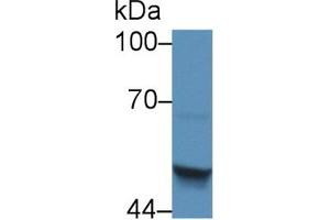 Western blot analysis of Human HepG2 cell lysate, using Mouse SCCA2 Antibody (5 µg/ml) and HRP-conjugated Goat Anti-Rabbit antibody ( (SERPINB4 Antikörper  (AA 60-222))
