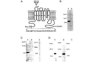 Image no. 1 for anti-Potassium Voltage-Gated Channel, Shaker-Related Subfamily, Member 4 (KCNA4) antibody (ABIN264976)