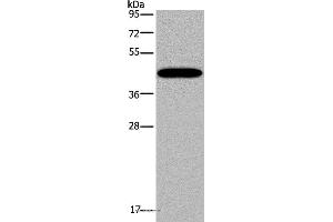 Western blot analysis of Mouse lung tissue, using KCNK13 Polyclonal Antibody at dilution of 1:200