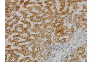 Image no. 3 for anti-Ubiquitin-Conjugating Enzyme E2G 2 (UBE2G2) (AA 1-88) antibody (ABIN598999) (UBE2G2 Antikörper  (AA 1-88))