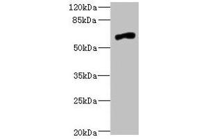 Western blot All lanes: NRXN3 antibody at 2. (Neurexin 3 Antikörper  (AA 1584-1643))