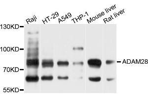 Western blot analysis of extracts of various cell lines, using ADAM28 antibody. (ADAM28 Antikörper)