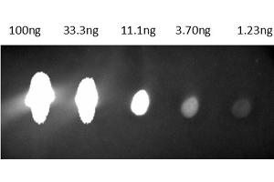 Dot Blot of Anti-Mouse IgG Antibody CY 5. (Ziege anti-Maus IgG Antikörper (Cy5.5) - Preadsorbed)