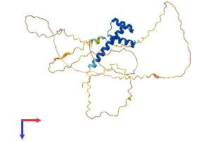 NKX3-2 Protein (AA 1-333) (His tag)