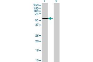 Western Blot analysis of WDR37 expression in transfected 293T cell line by WDR37 MaxPab polyclonal antibody. (WDR37 Antikörper  (AA 1-494))