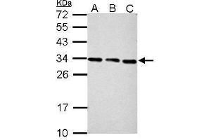 WB Image Sample (30 ug of whole cell lysate) A: NIH-3T3 B: JC C: BCL-1 12% SDS PAGE antibody diluted at 1:2000 (PSME3 Antikörper)