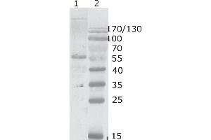 Western Blot testing of HIV-1 p24 antibody, clone 2N34.