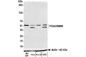 Western Blotting (WB) image for anti-RNA Binding Motif Protein 9 (RBM9) (AA 1-50) antibody (ABIN7454009)