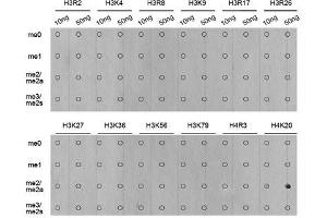 Dot Blot (DB) image for anti-Histone H4 (2meLys20) antibody (ABIN3016048)