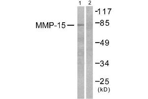 Western Blotting (WB) image for anti-Matrix Metallopeptidase 15 (Membrane-inserted) (MMP15) (C-Term) antibody (ABIN1848676) (MMP15 Antikörper  (C-Term))