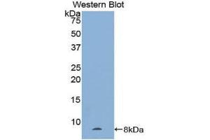 Western Blotting (WB) image for anti-Natriuretic Peptide A (NPPA) (AA 25-152) antibody (ABIN1172615)