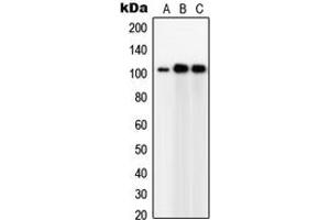 Western blot analysis of GPC5 expression in Jurkat (A), IMR32 (B), HeLa (C) whole cell lysates. (GPC5 Antikörper  (Center))