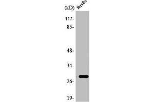 Western Blot analysis of HeLa cells using 14-3-3 θ Polyclonal Antibody (14-3-3 theta Antikörper  (Internal Region))