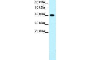 WB Suggested Anti-GATA3 Antibody Titration: 0. (GATA3 Antikörper  (C-Term))