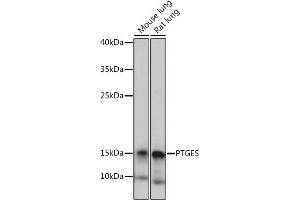 Western blot analysis of extracts of various cell lines, using PTGES antibody (ABIN7269573) at 1:1000 dilution. (Prostaglandin E Synthase Antikörper)