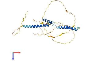 HEYL Protein (AA 1-328) (His tag)