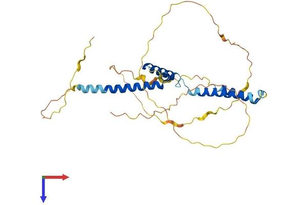 HEYL Protein (AA 1-328) (His tag)