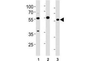 HDAC antibody western blot analysis in (1) HeLa cell line and (2) mouse testis, (3) rat testis tissue lysate.
