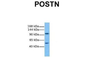 Western Blotting (WB) image for anti-Periostin (POSTN) (Middle Region) antibody (ABIN2776883)