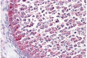 Anti-Caspase 9 antibody IHC staining of human tonsil.