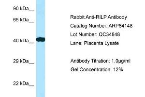 Western Blotting (WB) image for anti-Rab Interacting Lysosomal Protein (RILP) (C-Term) antibody (ABIN2789747) (RILP Antikörper  (C-Term))