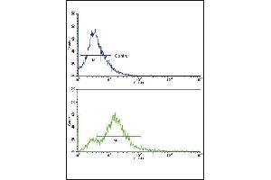 Flow cytometric analysis of 293 cells using Activin A Receptor Type IB (ACVR1B) Antibody (Center) (bottom histogram) compared to a negative control (top histogram). (Activin A Receptor Type IB/ALK-4 Antikörper  (AA 134-164))