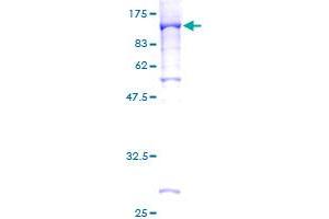 STAT4 Protein (AA 1-748) (GST tag)