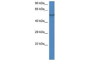 WB Suggested Anti-Fmo1 Antibody   Titration: 1. (FMO1 Antikörper  (N-Term))