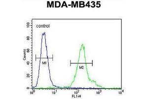CU002 Antibody (C-term) flow cytometric analysis of MDA-MB435 cells (right histogram) compared to a negative control cell (left histogram). (C21orf2 Antikörper  (C-Term))