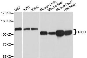 Western blot analysis of extracts of various cell lines, using PIDD antibody (ABIN5995501) at 1/1000 dilution. (PIDD Antikörper)