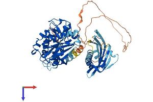 CAMK2B Protein (AA 1-542) (His tag)