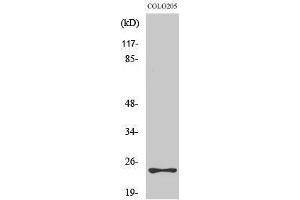 Western Blotting (WB) image for anti-Mediator Complex Subunit 18 (MED18) (Internal Region) antibody (ABIN3185507) (MED18 Antikörper  (Internal Region))