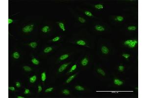 Immunofluorescence of purified MaxPab antibody to ARL6IP4 on HeLa cell. (ARL6IP4 Antikörper  (AA 1-360))