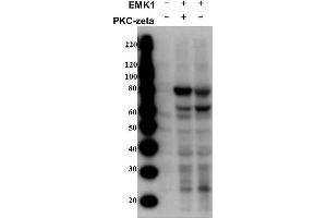 Western Blot of Rabbit anti-MARK2pT595 antibody. (MARK2 Antikörper  (pThr595))