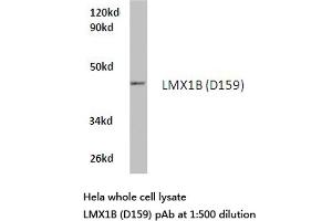 Western blot (WB) analysis of LMX1B antibody  in extracts from hela cells. (LMX1B Antikörper)