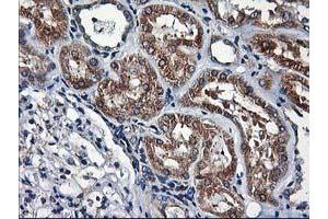 Image no. 3 for anti-Heme Oxygenase (Decycling) 2 (HMOX2) antibody (ABIN1498691) (HMOX2 Antikörper)