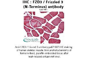 Image no. 1 for anti-Frizzled Family Receptor 3 (FZD3) (Extracellular Domain), (N-Term) antibody (ABIN1734499) (FZD3 Antikörper  (Extracellular Domain, N-Term))