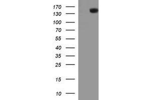 Image no. 1 for anti-Protein tyrosine Phosphatase, Receptor Type, C (PTPRC) antibody (ABIN1497330) (CD45 Antikörper)