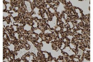 ABIN6278832 at 1/100 staining Rat lung tissue by IHC-P. (2-Apr Antikörper)